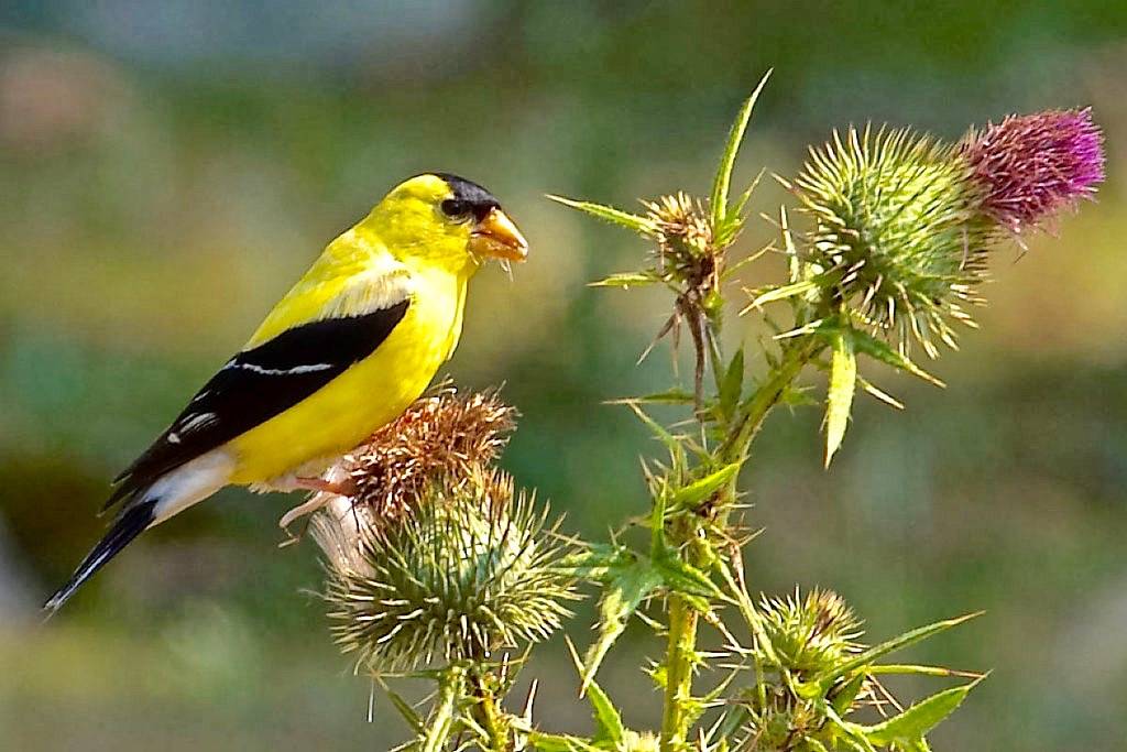 American Goldfinch by eclectic echoes is licensed under CC BY-NC 2.0